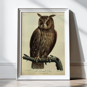 Antique Owl Print Great Horned Owl Decor Owl Poster 1800s Antique Illustration Art Prints Wall Decor Wall Art Bird Prints Poster