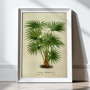 Antique Palm Tree Print Botanical Print Illustration Art Print Poster Wall Decor Wall Art Palm Tree Art Botany Nature Tropical Wall Decor
