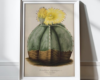 Antique Cactus Poster Cactus Print Art Print Illustration Cacti Botanical Poster Botany Plants Nature Print Cacti Succulents Wall Decor