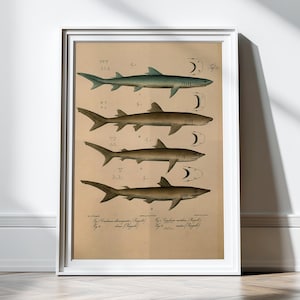 Antique Shark Print Shark Decor Poster Nautical Art Print Vintage Scientific Illustration Ocean Sealife Shark Decor Wall Decor Shark Teeth