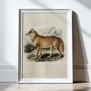 Antique Wolf Print Art Prints Poster 1800s Wolf Art Wolf Painting Drawing Wall Art Wall Decor Rustic Decor Animal Illustration Cabin Decor