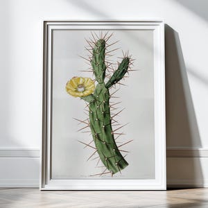 Antique Cactus Illustration Large Print Poster Cacti Desert Plants Botanical Art Print Home Decor Wall Art Wall Decor Botany Plants Flower
