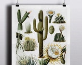 Antique 1800s Cactus Chart Poster Art Print Illustration Scientific Chart Botanical Botany Plants Nature Print Cacti Succulents Wall Decor