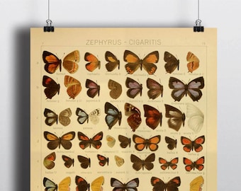 Antique 1800s Butterfly Science Chart Poster Art Print Illustration Scientific Chart Nature Wall Art Wall Decor Taxidermy