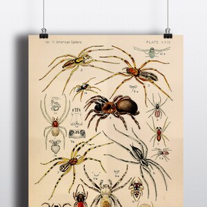 Antique American Spider Art Print Antique Illustration 1800s Spider Print Spider Decor 8x10 11x14 Entomologist Taxidermy Arachnids Wall Art image 4