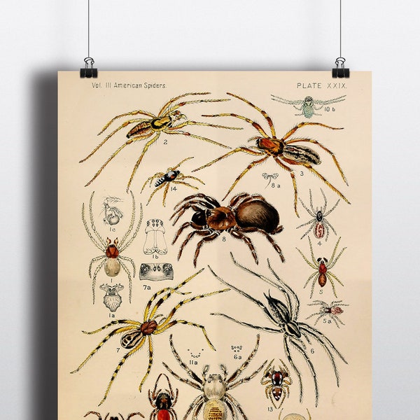 Antique American Spider Art Print Antique Illustration 1800s Spider Print Spider Decor 8x10 11x14 Entomologist Taxidermy Arachnids Wall Art