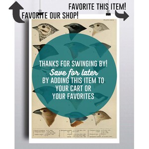 K&ouml;nnte beinhalten: Eine Vintage-Illustration verschiedener Vogelarten mit einem t&uuml;rkisfarbenen Kreis, der das Bild &uuml;berlagert. Der Kreis enth&auml;lt den Text "THANKS FOR SWINGING BY! Save for later BY ADDING THIS ITEM TO YOUR CART OR YOUR FAVORITES".