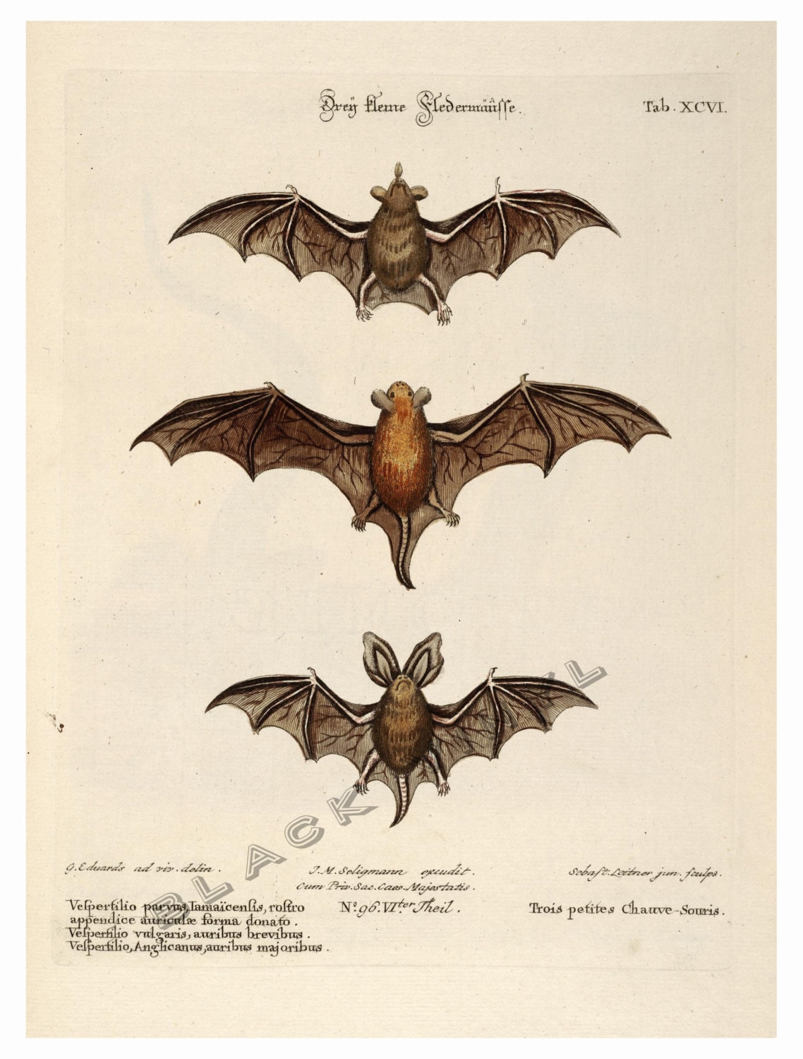 C. Lithographie NATTERER'S & DAUBENTON'S BATS des années 1970 impression  vintage originale décor d'halloween impression de chauve-souris impression  Chiroptera chauve-souris vampire -  France