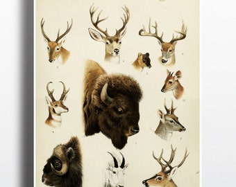 Antique 1800s Animal Poster Deer Bison Poster Buffalo Elk Print Art Print Illustration Wall Decor Wall Art Wildlife Art Americana