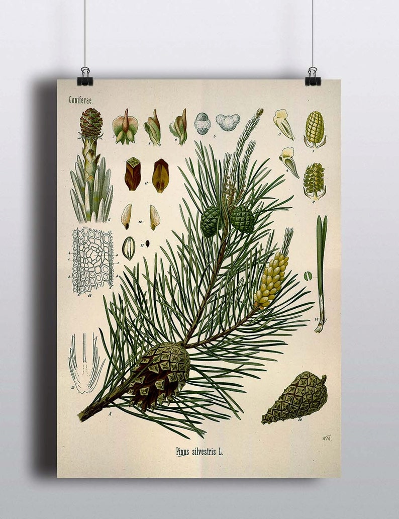 Antique 1800s Pine Tree Print Botanical Print Science Chart Botanical Art Illustration Art Print Wall Decor Poster Plants Trees Nature image 1