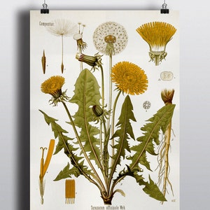 Botanical Prints, Vintage Farmhouse Wall Decor, Floral Print, Antique Print, Dandelion, 8x10 and 11x14, Antique Wall Art