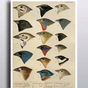 K&ouml;nnte beinhalten: Eine antike wissenschaftliche Illustration von 17 verschiedenen Vogelarten. Die V&ouml;gel sind im Profil dargestellt, mit dem Kopf nach rechts gedreht. Die Illustration ist farbig und zeigt detaillierte Zeichnungen der Federn und Schn&auml;bel der V&ouml;gel. Die Illustration ist mit den wissenschaftlichen Namen der V&ouml;gel und ihren Fundorten beschriftet.