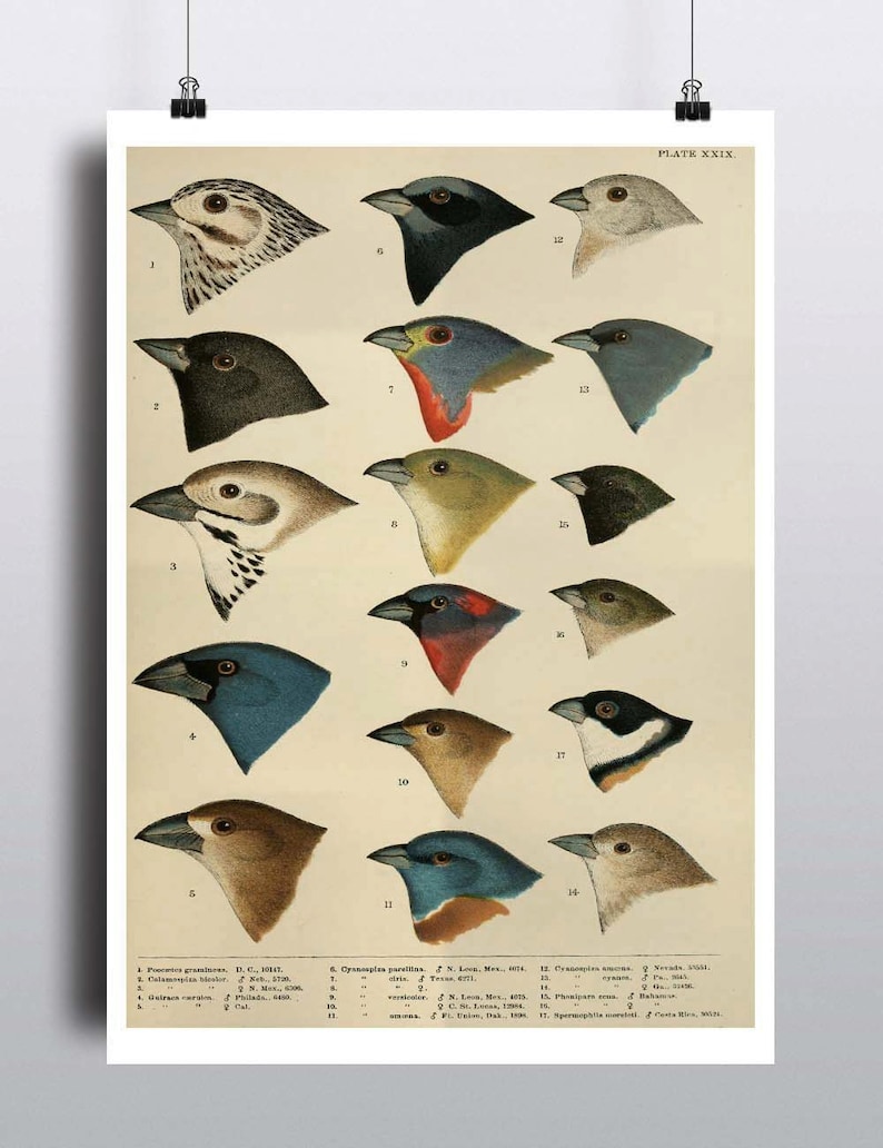 K&ouml;nnte beinhalten: Eine antike wissenschaftliche Illustration von 17 verschiedenen Vogelarten. Die V&ouml;gel sind im Profil dargestellt, mit dem Kopf nach rechts gedreht. Die Illustration ist farbig und zeigt detaillierte Zeichnungen der Federn und Schn&auml;bel der V&ouml;gel. Die Illustration ist mit den wissenschaftlichen Namen der V&ouml;gel und ihren Fundorten beschriftet.