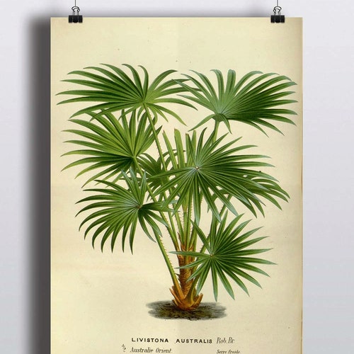 Antique Palm Tree Print Coconut Illustration Poster Tropical Etsy UK