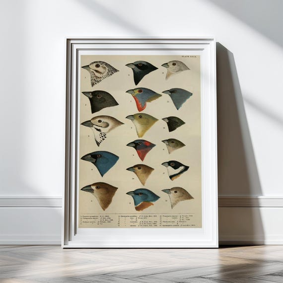 Antique Bird Print Bird Wall Art Bird Wall Decor Print Poster Scientific Chart Bird Illustration Art Animals Birds Artwork Wall Decor