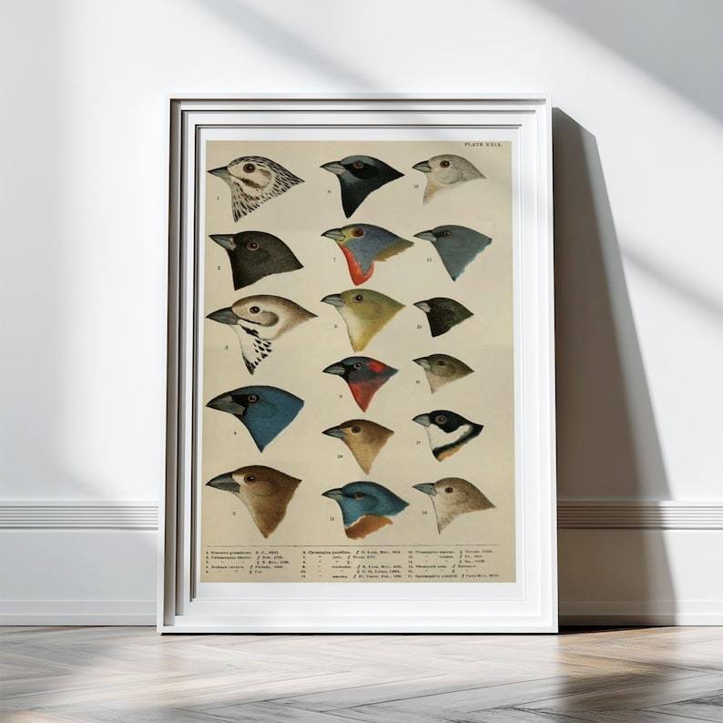 Antique Bird Print Bird Wall Art Bird Wall Decor Print Poster Scientific Chart Bird Illustration Art Animals Birds Artwork Wall Decor