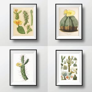 Antique Cactus Print Set of 4 11x14 Botanical Print Set Wall Decor Art Print Illustration Wall Art Cacti Succulent Nature