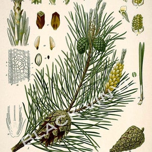 Antique 1800s Pine Tree Print Botanical Print Science Chart Botanical Art Illustration Art Print Wall Decor Poster Plants Trees Nature image 3