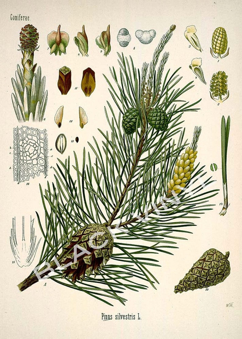 Antique 1800s Pine Tree Print Botanical Print Science Chart Botanical Art Illustration Art Print Wall Decor Poster Plants Trees Nature image 3