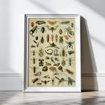 Insect Art Prints