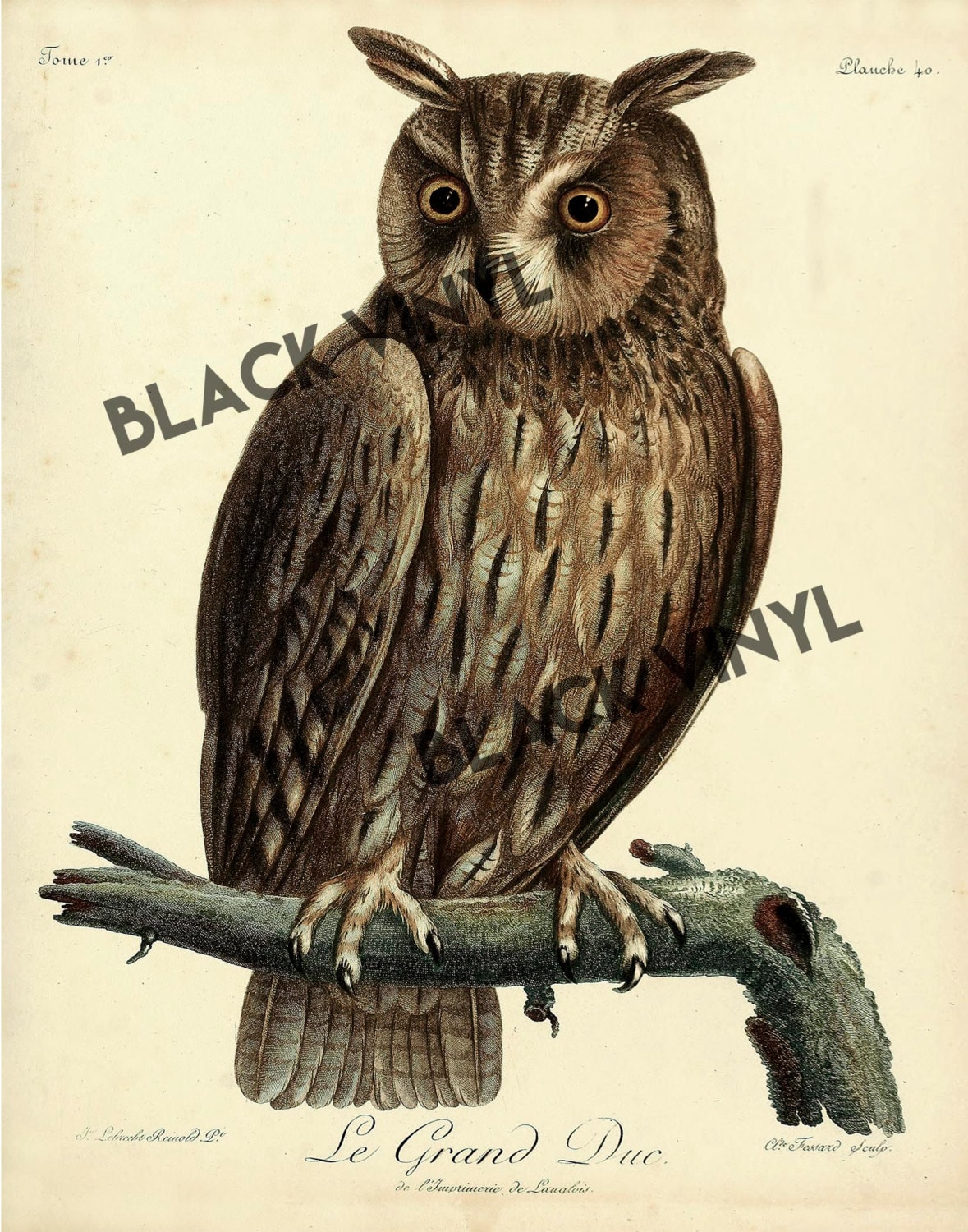 Vintage Horned Owl Illustration