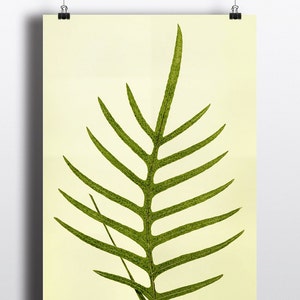 Antique Fern Print 1800s Fern Art Print Vintage Antique Illustration Botanical Print Wall Art Wall Prints Green Decor Minimalist Prints