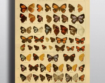 Antique 1800s Butterfly Science Chart Poster Art Print Illustration Scientific Chart Nature Wall Art Wall Decor Taxidermy