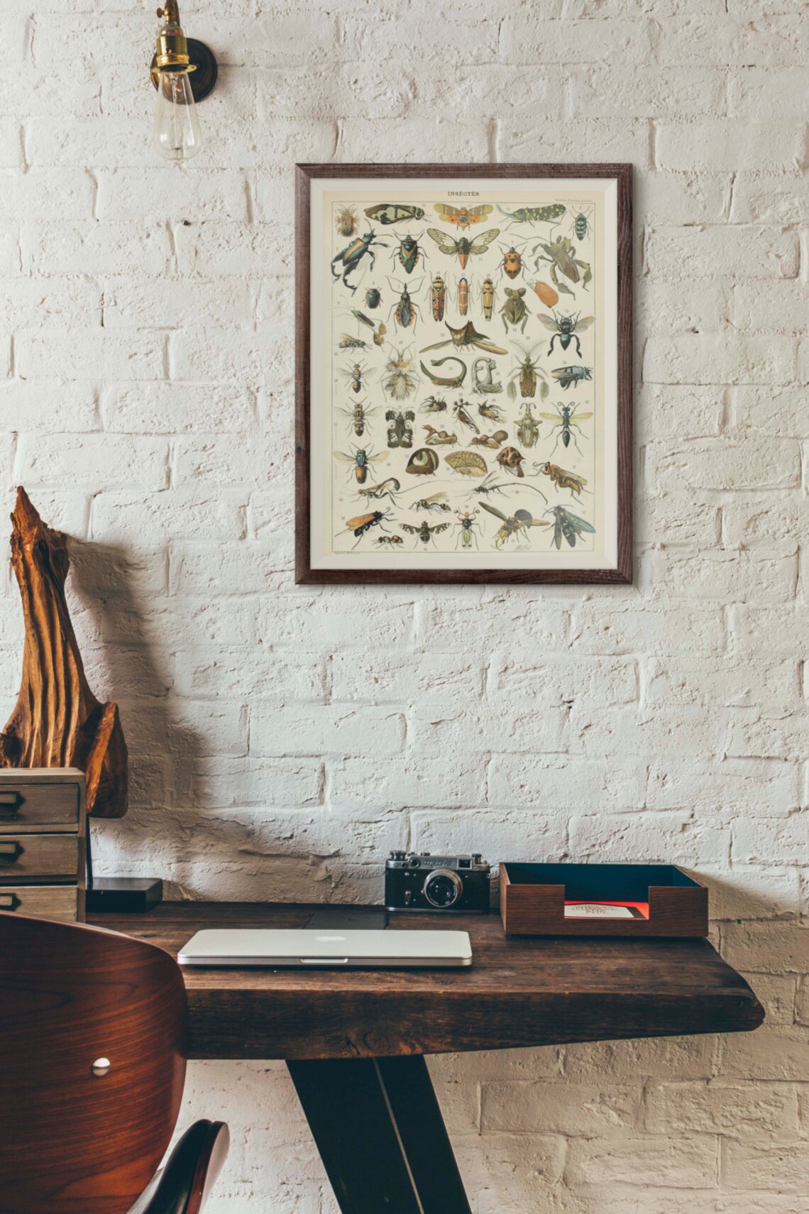 Antique Insects Science Chart Natural Science Bugs Wall Decor Wall Art ...