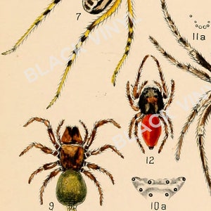 Antique American Spider Art Print Antique Illustration 1800s Spider Print Spider Decor 8x10 11x14 Entomologist Taxidermy Arachnids Wall Art image 5