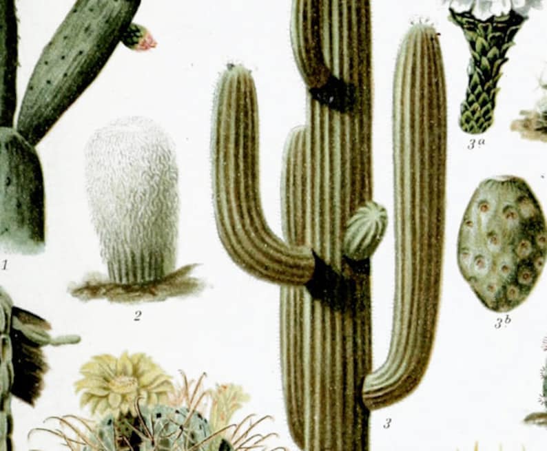 Antique 1800s Cactus Chart Poster Art Print Illustration Scientific Chart Botanical Botany Plants Nature Print Cacti Succulents Wall Decor image 3