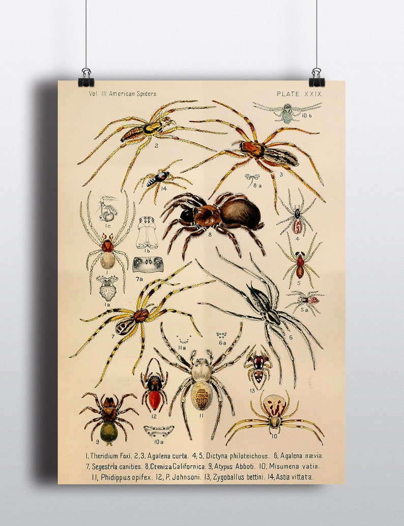 Antique American Spider Art Print Antique Illustration 1800s Spider Print Spider Decor 8x10 11x14 Entomologist Taxidermy Arachnids Wall Art image 4