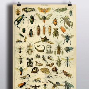 Antique Insects Science Chart Natural Science Bugs Wall Decor Wall Art Scientific Beetle Entomology History Illustration 8x10 11x14 16x20