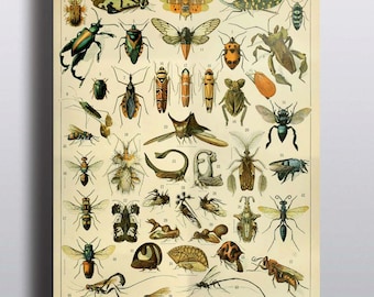 Antique Insects Science Chart Natural Science Bugs Wall Decor Wall Art Scientific Beetle Entomology History Illustration 8x10 11x14 16x20