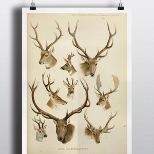 Antique Deer Elk Antlers Scientific Chart Poster Print Deer Head Natural History Wild Life Wall Art Wall Decor 8x10 11x14