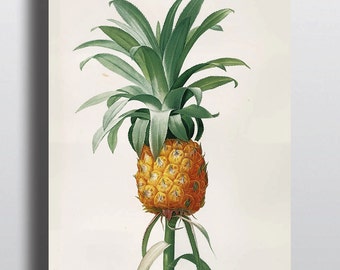 Antique Pineapple Botanical Illustration Art Print Poster Wall Decor Design Home Decor Beach Decor Summer Colorful Print Large Minimalistic