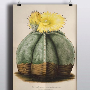 Antique 1800s Cactus Poster Art Print Illustration Cacti Botanical Poster Botany Plants Nature Print Cacti Succulents Wall Decor image 1