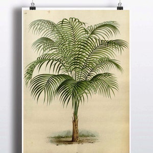 Antique 1800s Palm Tree Print Art Print Poster Palm Tree Wall Decor Nature Botanical Botany Wall Decor