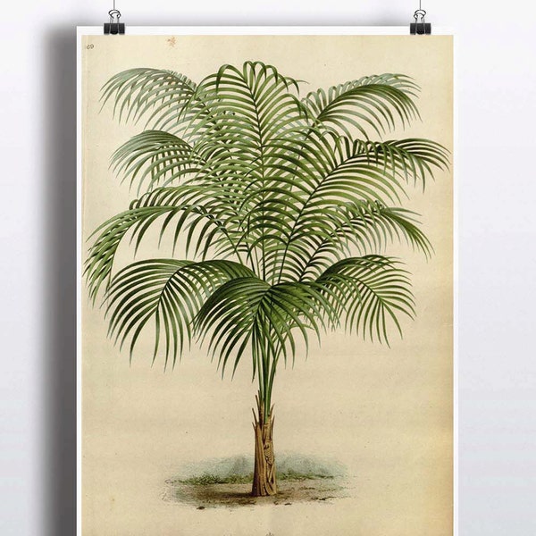 Antique des années 1800 palmier Art d'impression affiche Palm Wall Decor Nature botanique mur décor d’arbre