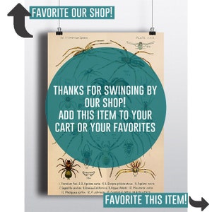 Antique American Spider Art Print Antique Illustration 1800s Spider Print Spider Decor 8x10 11x14 Entomologist Taxidermy Arachnids Wall Art image 6