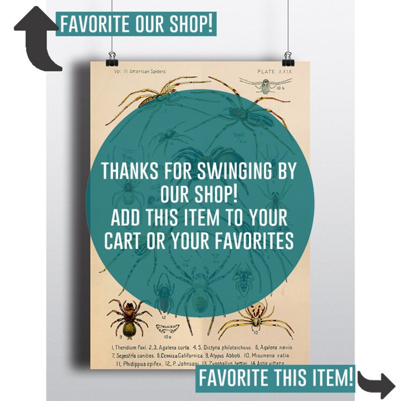 Antique American Spider Art Print Antique Illustration 1800s Spider Print Spider Decor 8x10 11x14 Entomologist Taxidermy Arachnids Wall Art image 6