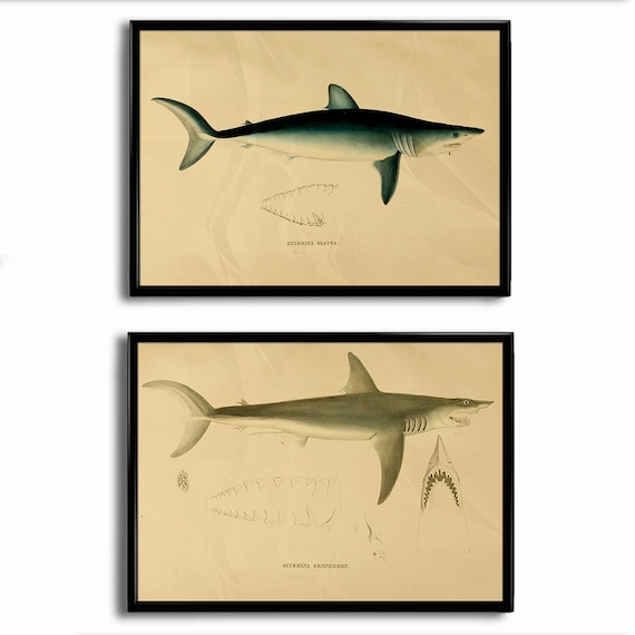 Shark Wall Decor Hobby Lobby Wall Design Ideas