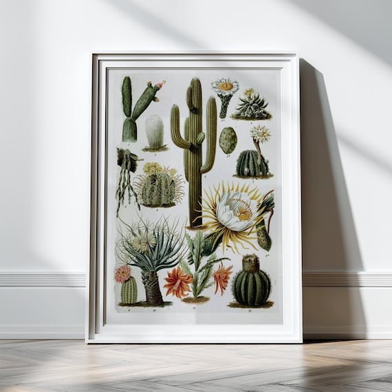 Antique Cactus Print Cactus Wall Art Illustration Scientific Chart  Botanical Prints Botany Plants Nature Print Cacti Succulents Wall Decor -  Etsy