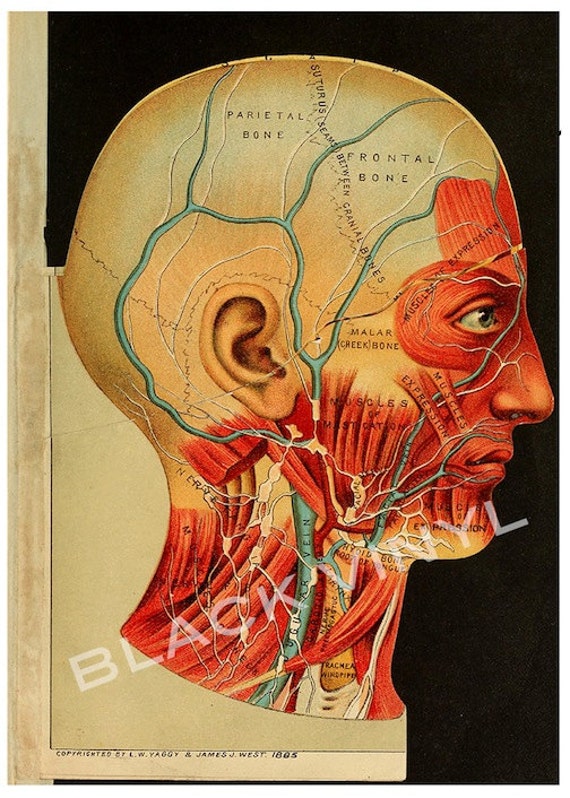 Wall Chart Of Human Anatomy Book