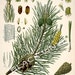 Antique Botanical Print Pine Tree Chart 16x20 Large Format Art Print ...