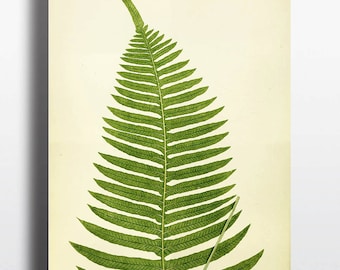 Antique Fern Print Fern Art 1800s Art Print Antique Illustration Botanical Prints Minimal Green Decor Wall Art Minimalist Art