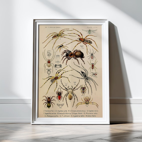 Antique American Spider Art Print Antique Illustration 1800s Spider Print Spider Decor 8x10 11x14 Entomologist Taxidermy Arachnids Wall Art