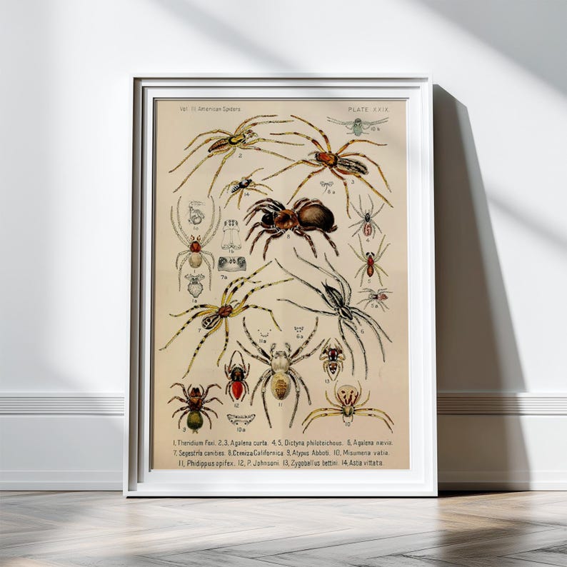 Antique American Spider Art Print Antique Illustration 1800s Spider Print Spider Decor 8x10 11x14 Entomologist Taxidermy Arachnids Wall Art Decor