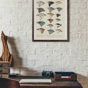 K&ouml;nnte beinhalten: Eine gerahmte Vintage-Illustration von Vogelk&ouml;pfen. Die Illustration zeigt 16 verschiedene Vogelk&ouml;pfe mit verschiedenen Farben und Mustern. Der Titel der Illustration lautet "Heads of Birds".