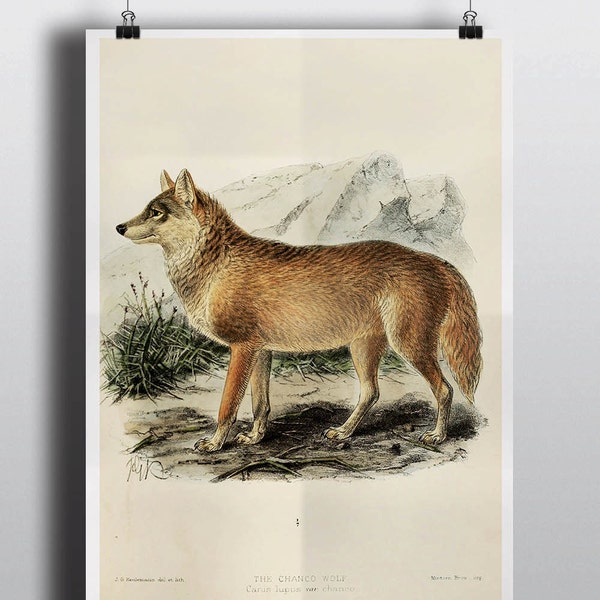 Antique Wolf Print Art Prints Poster 1800s Wolf Art Wolf Painting Drawing Wall Art Wall Decor Rustic Decor Animal Illustration