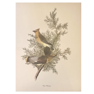 Botanical Bird Print, Audubon Print 12 by 9, Cedar Waxwing